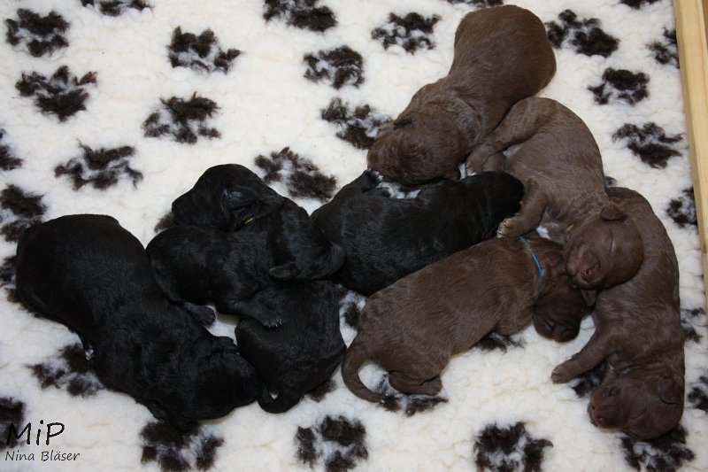 2011-05-07 Puppies Candy & Svet (59).jpg